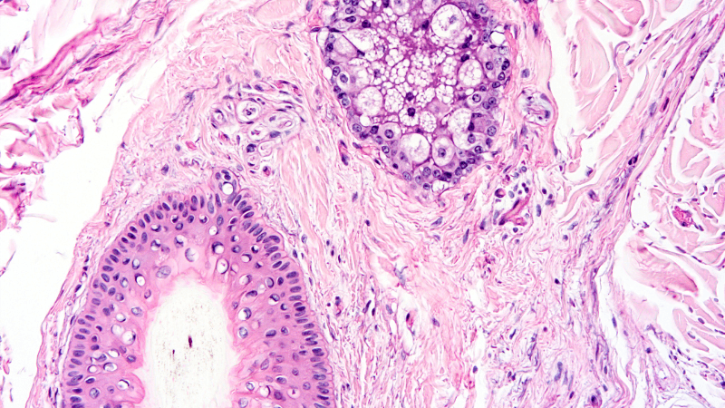 Histology of human tissue