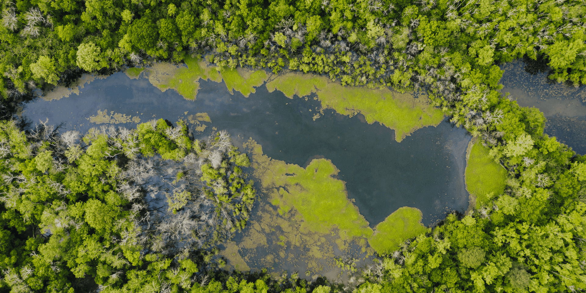 Green trees surrounding pond in sunlight.